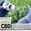 24 Heures - D'ora in poi spalmeremo il CBD anche sul pane - 19-20 giugno 2021