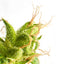 I BENEFICI DEGLI INGREDIENTI NEUROCOSMETICI