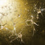 CHE COS'È UN INGREDIENTE NEUROCOSMETICO?
